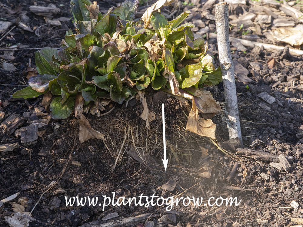 Frost heave of Ajuga 'Catlin's Giant'.  Probably caused by the shallow roots, settling of soil and late planting.